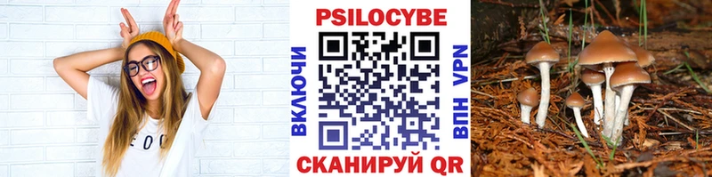 Галлюциногенные грибы Psilocybe Невель